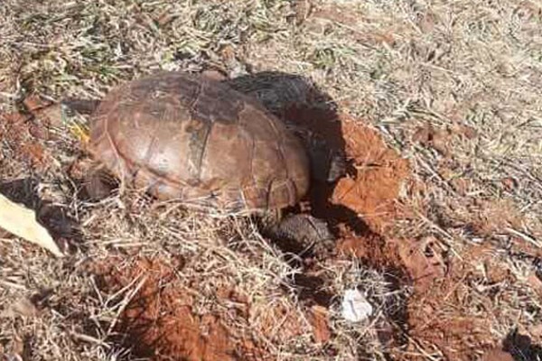 Morador mostra preocupação ao ver cágado tigre d’água lutando para desovar na Lagoa Grande