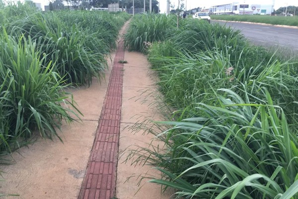 Mato alto na avenida Marabá incomoda moradores que cobram providências da Prefeitura