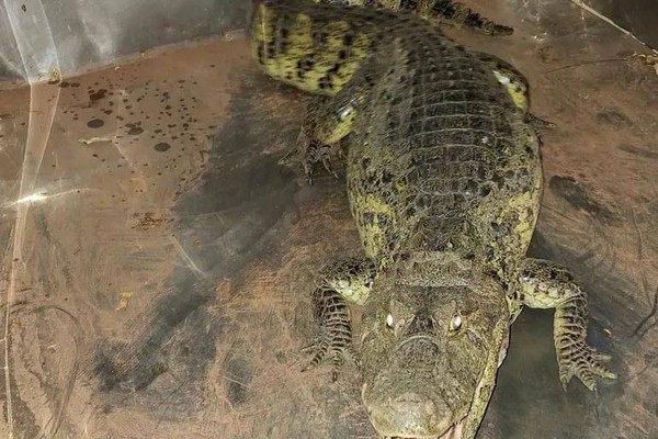 Bombeiros capturam jacaré de mais de 1,5m na Lagoa do bairro Planalto, em Patos de Minas