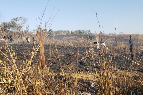 Animais buscam comida em meio à pastagem destruída por queimada próxima à Ponte do Arco