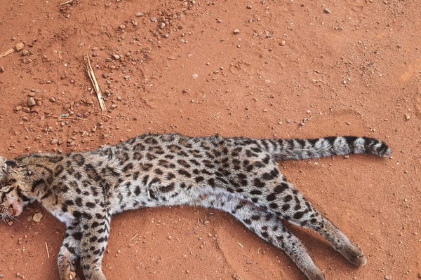 Filhote de jaguatirica é encontrado morto por atropelamento na estrada de Alagoas