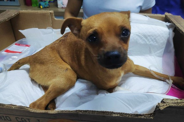 Jovem pede ajuda para pagar cirurgia de cachorro resgatado com a coluna quebrada