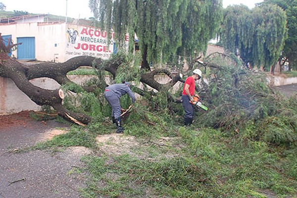 Salgueiro Chorão não suporta pancada de chuva e cai em via movimentada de Patos de Minas