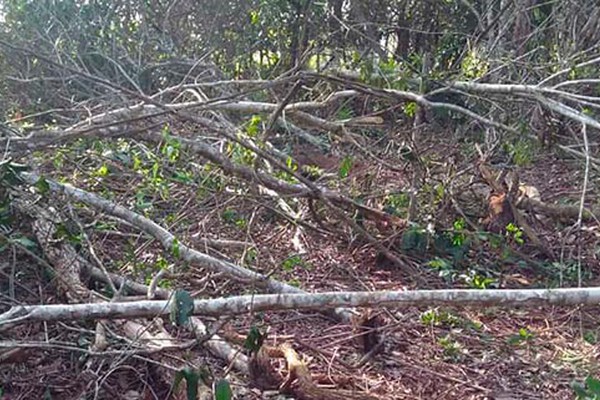 Morador denuncia destruição de mata de cerrado para construção de casas em Patos de Minas