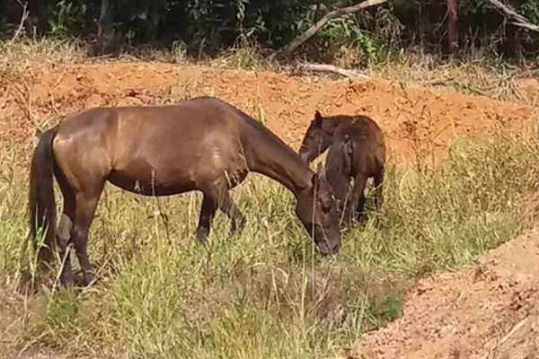 Dono de égua e potrinha acaba ameaçado ao encontrar tarado fazendo sexo com seus animais