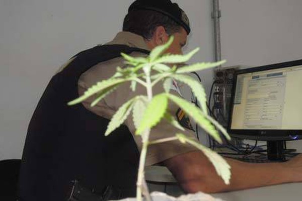 Polícia Militar encontra pé de maconha após denúncia através do 181