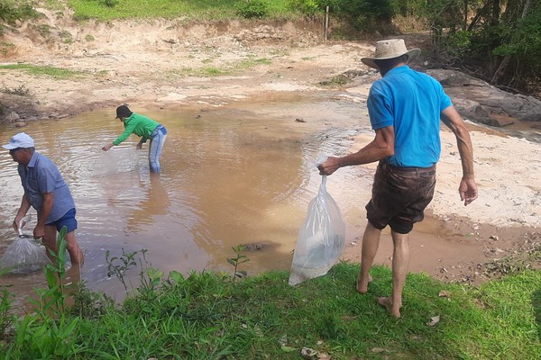 Com 30 mil peixes ameaçados de extinção, codevasf faz novo peixamento no Córrego do Arroz