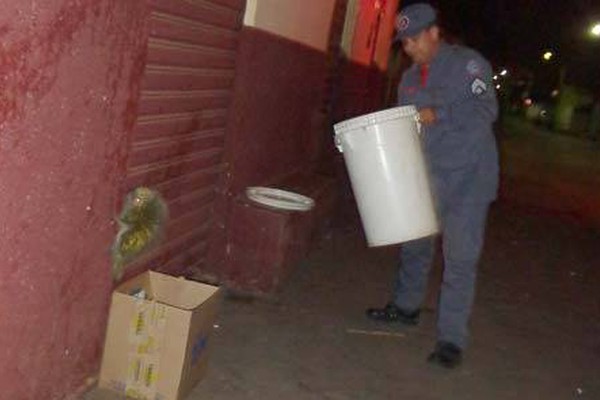 Moradores acionam Corpo de Bombeiros para capturar ouriço no Santa Terezinha