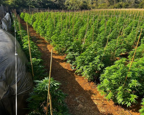 Polícia descobre enorme plantação com 6 mil pés de maconha em fazenda entre Patrocínio e Coromandel