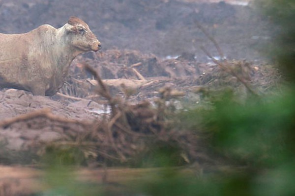 Animais são abatidos em Brumadinho; Governo cita regularidade