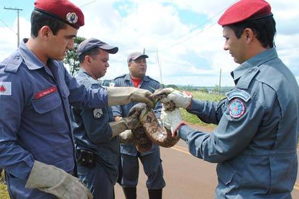 Corpo de Bombeiros captura cobra de mais de 2 metros no Jardim Panorâmico