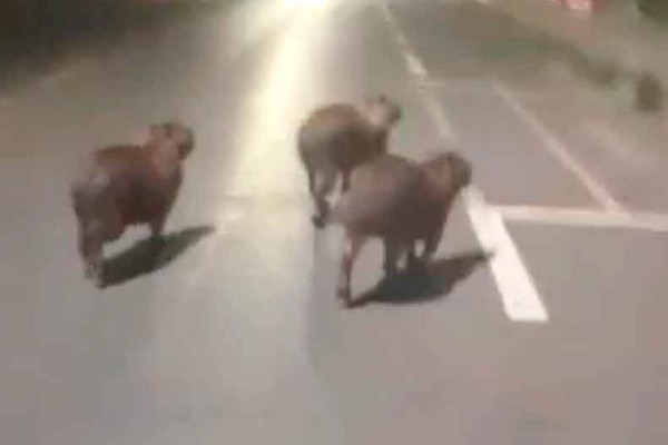 Vídeo mostra grupo de capivaras transitando pelo Centro de Patos de Minas