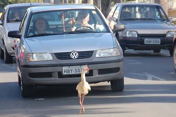 Seriema surpreende ao lutar por espaço em pleno centro de Patos de Minas