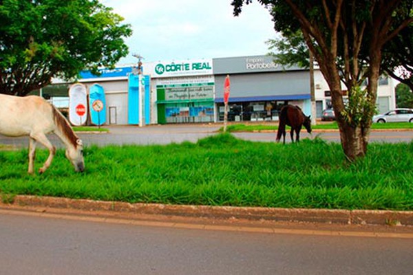 Grande quantidade de animais circulando pelas ruas aumenta o risco de acidentes na cidade