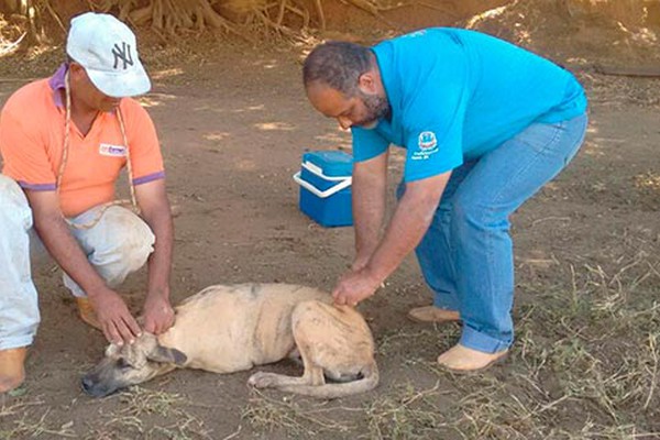 Campanha de Vacinação contra a raiva pretende imunizar 22 mil animais em Patos de Minas