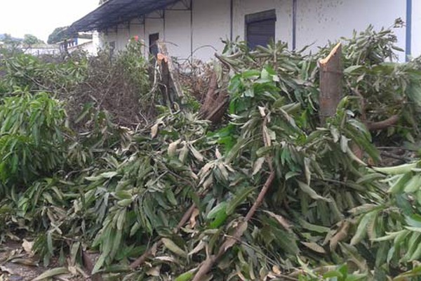 Corte de árvores nos armazéns da CASEMG em Patos de Minas gera revolta de moradores