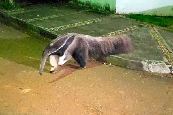 Tamanduá-Bandeira aparece em bairro nobre de Patos de Minas e impressiona moradores