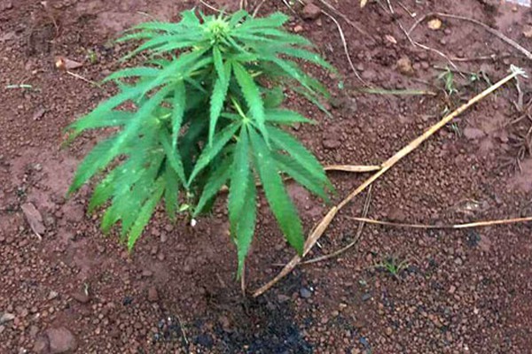 PM flagra cultivo de maconha em residência e faz operações durante o fim de semana