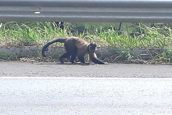 Macaco desnorteado é localizado na BR354 próximo ao Aguinaldo das Pamonhas; vídeo