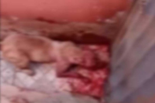 Vídeo chocante mostra briga de cachorros e vizinhos chamam a polícia para o tutor, em Lagamar