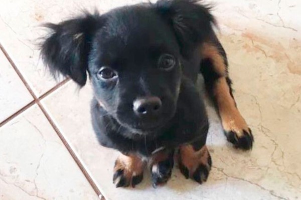 Crianças sofrem com sumiço de cadelinha e mãe pede ajuda para encontrá-la em Patos de Minas