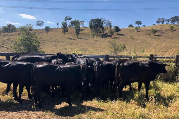 Polícia Civil encontra fazenda com animais da raça Aberdeen Angus que tinham sido furtados