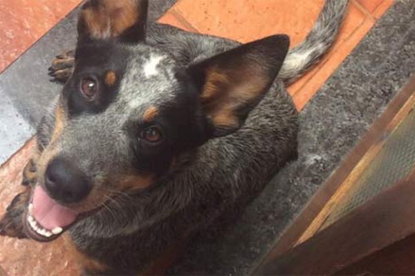 Cachorrinha em tratamento contra picada de cobra desaparece e deixa dona desesperada