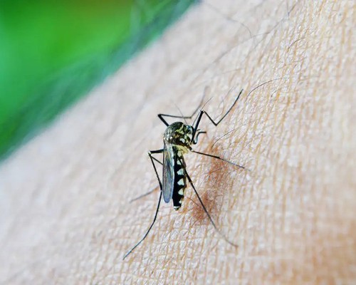 Prefeitura confirma 5ª morte por dengue em Patos de Minas; um homem de 37 anos