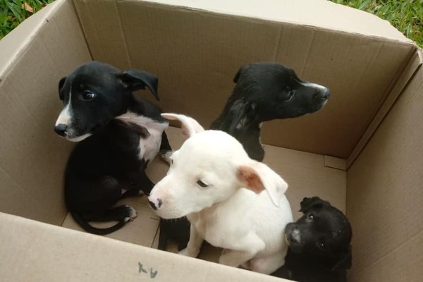 Semana de Proteção Animal começa neste domingo no Parque do Mocambo