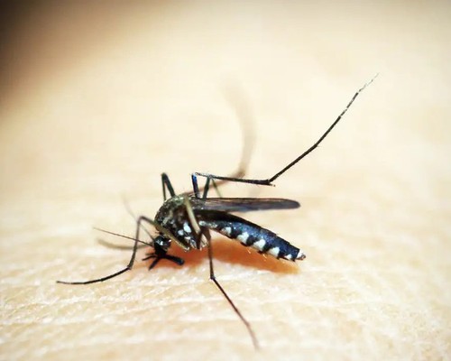 Com 5 mortes confirmadas, Prefeitura alerta para alta incidência de casos de dengue