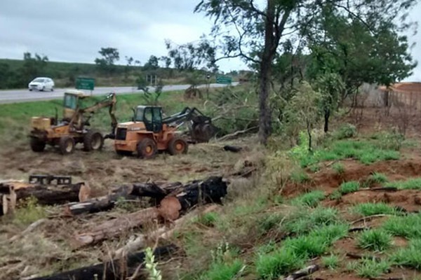 Após série de acidentes e mortes, eucaliptos plantados ao longo da BR 354 começam a ser cortados