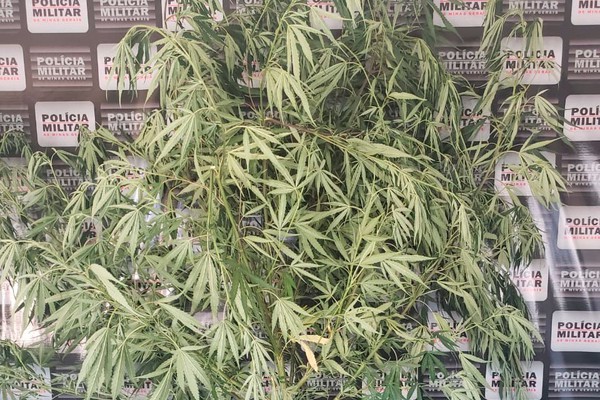 Jovem de 21 anos é preso cultivando frondoso pé de maconha em Patrocínio