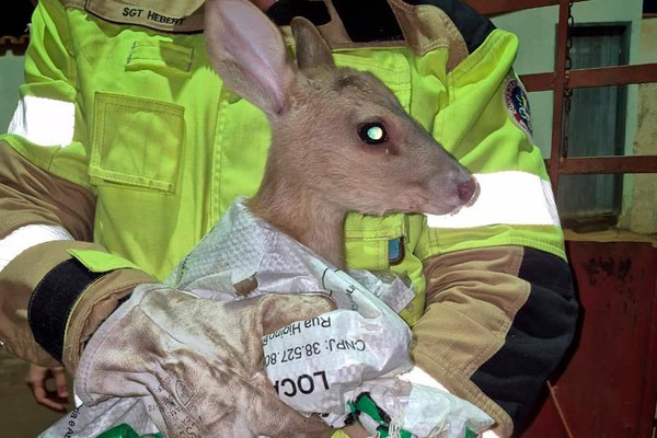 Bombeiros resgatam veado que ficou ferido após ser atropelado em Monjolinho de Minas