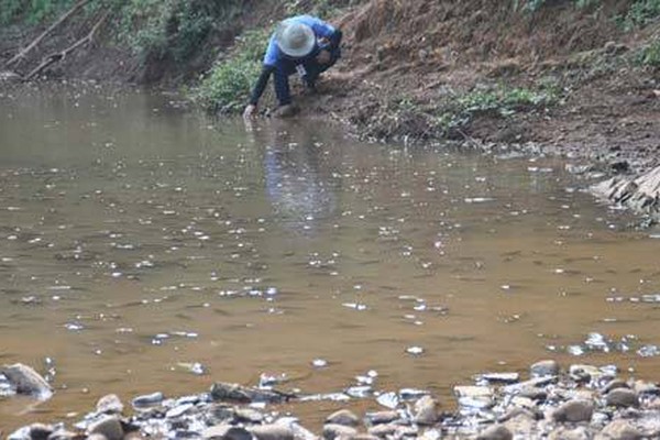 Autoridades vão investigar mortandade de cardumes de peixes no Rio Paranaíba