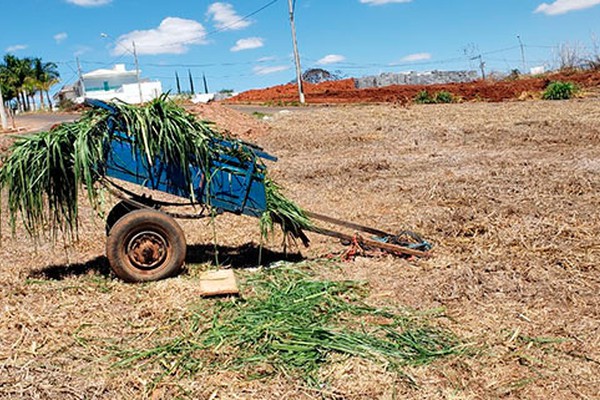 Animal desembesta, capota carroça e deixa condutor ferido nas Chácaras Caiçaras