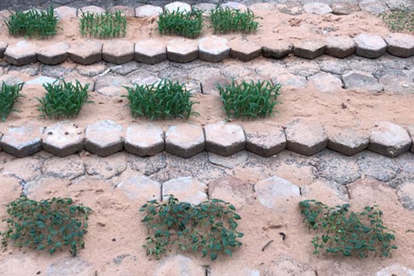 Curso de Agronomia da FPM e da FCJP realiza experimentos com fertilizantes em várias culturas