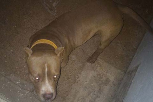 Pitbull invade indústria de laticínios e ameaça funcionários até ser capturado por Bombeiros