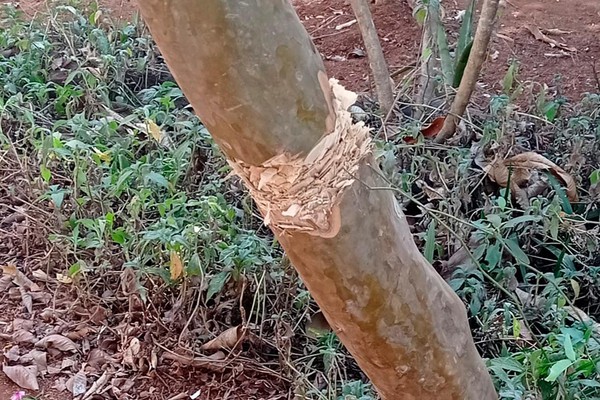 Vândalos invadem casa, destroem plantas e tentam matar árvores em comunidade rural