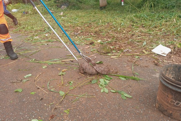 Corpo de Bombeiros captura jiboia que oferecia riscos a pedestres em Patos de Minas