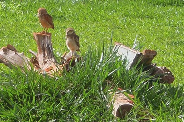 Família de Coruja-Buraqueira chama a atenção em terreno da Prefeitura de Patos de Minas
