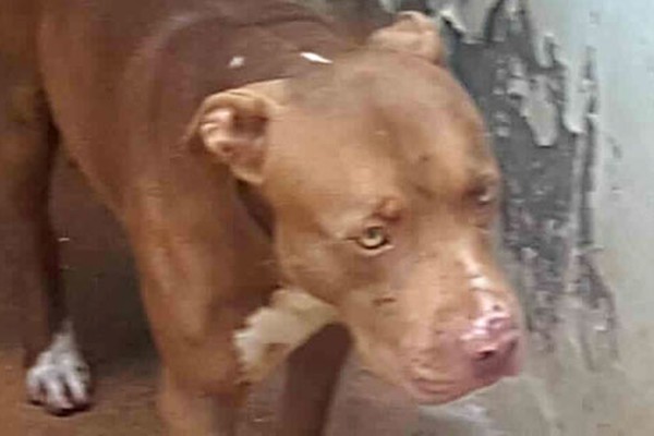 Ladrão arromba residência, solta pit bull e animal ataca pessoas no Centro de Patos de Minas 