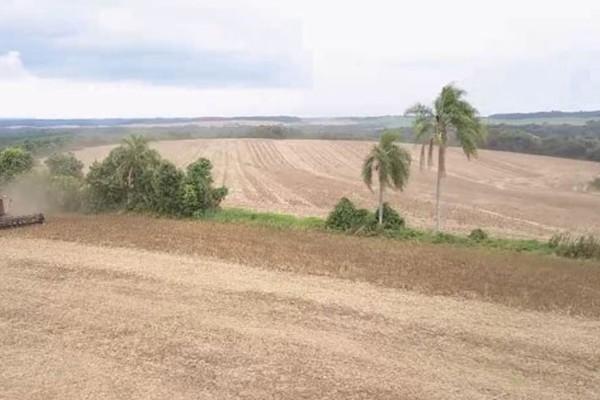 Plantações de feijão e de algodão estão proibidas a partir de hoje em todo o território mineiro