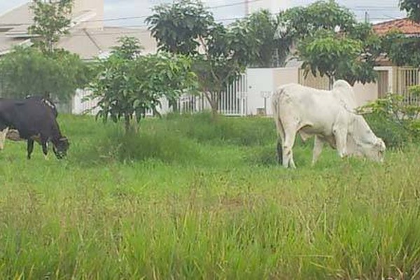 Animais pastam e ajudam a limpar praça tomada pelo mato no bairro Copacabana