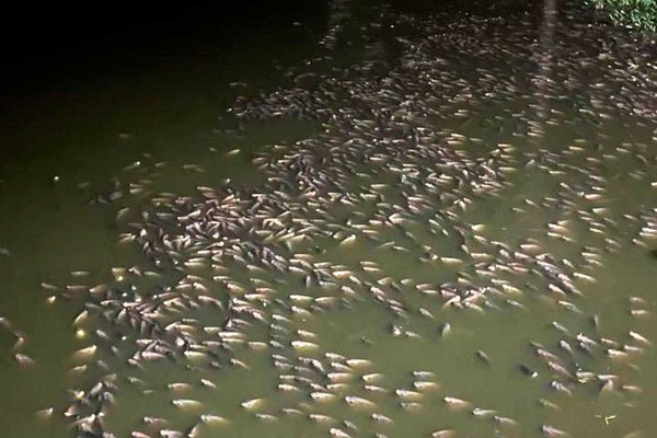 Moradores denunciam mortandade de peixes em lagoa poluída, em Varjão de Minas