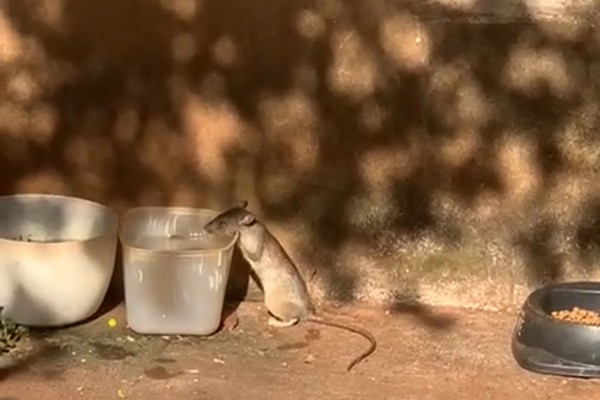 Prefeitura irá dedetizar local onde rato foi flagrado bebendo água, no bairro Nossa Senhora de Fátima