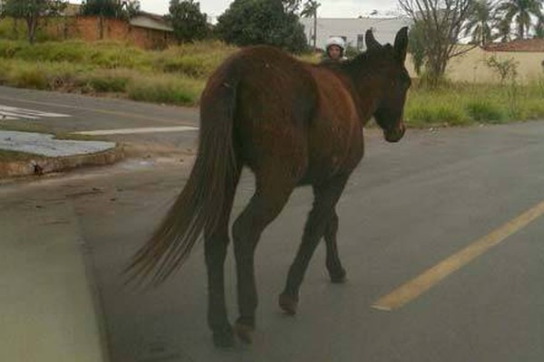 Morador flagra animal apreendido pelo Centro de Zoonoses em plena via pública
