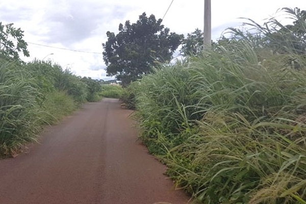 Matagal toma conta das Chácaras Caiçaras e dá medo andar pelas ruas e avenidas do bairro