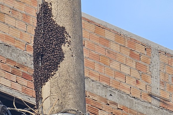 Enxame de abelhas pousa em poste de energia e assusta moradores; Mulher afirma ter sido atacada