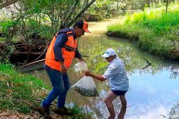 Rio Areado e Córrego Bauzinho totalizam 110 mil peixes em peixamentos neste ano