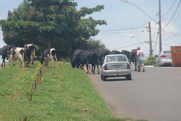 Animais soltos em via pública põem em risco a vida de motoristas em Patos de Minas